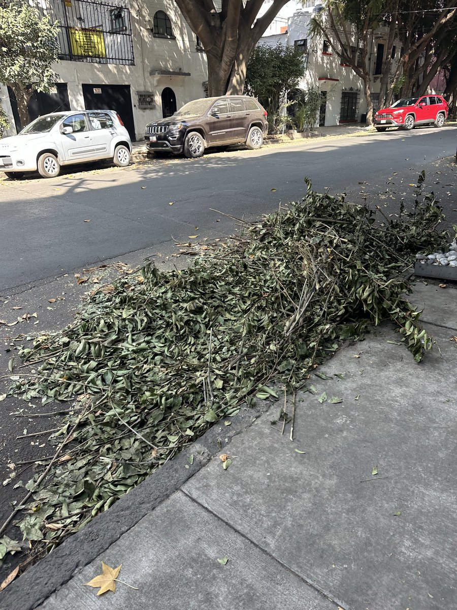 Abigail1508's tweet photo. @BJAlcaldia @LuisMendozaBJ podaron los árboles sobre Patricio Sanz y sobre Xola en Col. Del Valle Norte, pero dejaron los montones de ramas sin recoger, los van a comenzar a llenar de basura. Favor de mandar un camión recolector. https://t.co/nZb0lASbdP