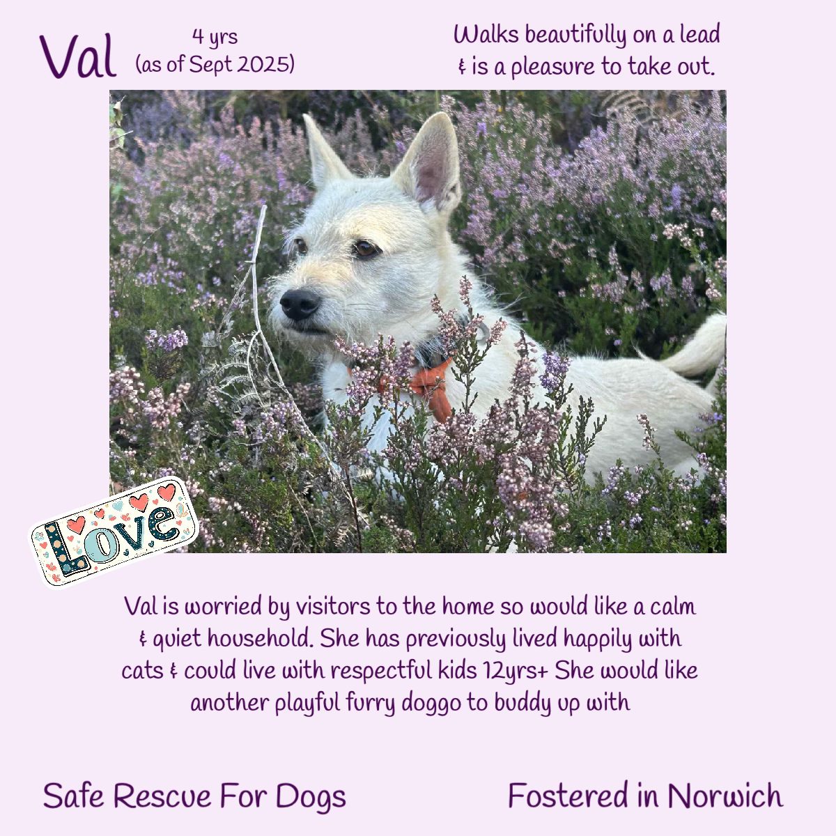 The_Animal_Team's tweet image. #k9hour 4yo VAL is a small to medium sized crossbreed, &amp;amp; in foster in #Norwich #Norfolk. She arrived into Rescue's  care when she was a puppy &amp;amp; was soon adopted, but has been returned recently because the domestic circumstances had changed. 😢 Val has settled back really well