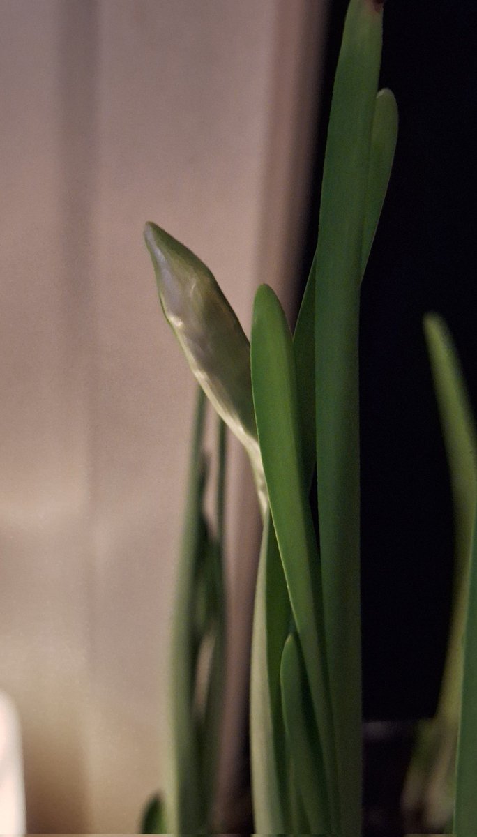 Evening all. The first bud appeared on my bulbs yesterday, just in time for Imbolc 🌱💚  #SmallBeautiesHour #BecauseofClem #ThreadofGold
