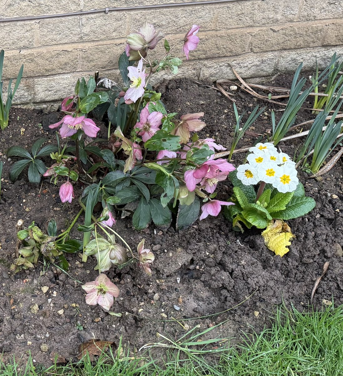 ThreadofGold1's tweet image. At last, a little sniff of spring in the garden #smallbeautieshour
#BecauseOfClem #ThreadOfGold💛