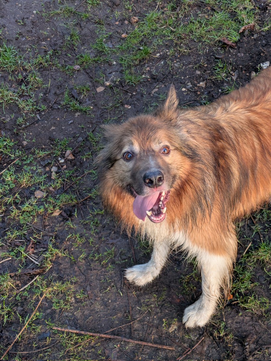 CamasTheCollie's tweet photo. It's amazing how much faffing Fiona does on a walk, photos, listening for birds, looking for otters. She's really no sense of priority. ๐พ๐พ๐ฑ๐ฆ๐ฆฆ๐ฅ๐
#BorderCollie
#StopFaffing
#ThrowIt
#MondayMotivation https://t.co/LfIG0VQ6F6