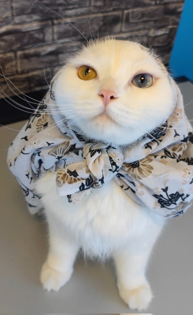 catmeysam's tweet photo. Tried to Hide...
#catcore #funnycats #catmeme https://t.co/d3phqQZZMF