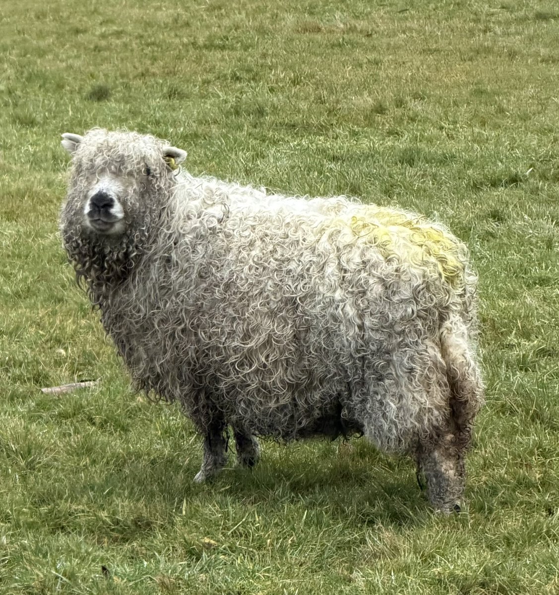 ThreadofGold1's tweet image. A wet and woolly sheep #smallbeautieshour #BecauseOfClem #ThreadOfGold💛