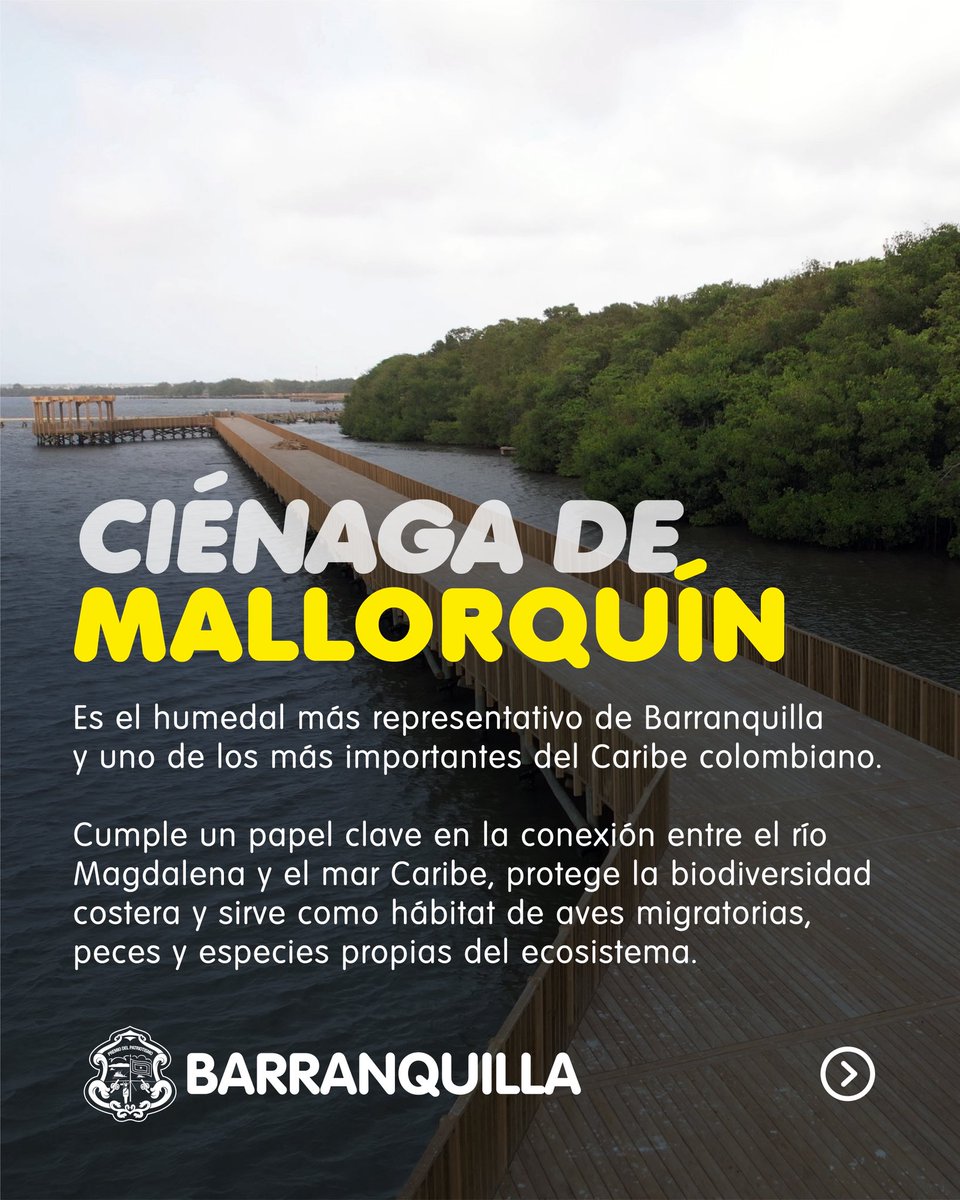 En el Día de los Humedales, la Ciénaga de Mallorquín se destaca como el humedal más representativo de Barranquilla y uno de los más importantes del Caribe colombiano.

Un ecosistema clave para el equilibrio ambiental de nuestra ciudad.