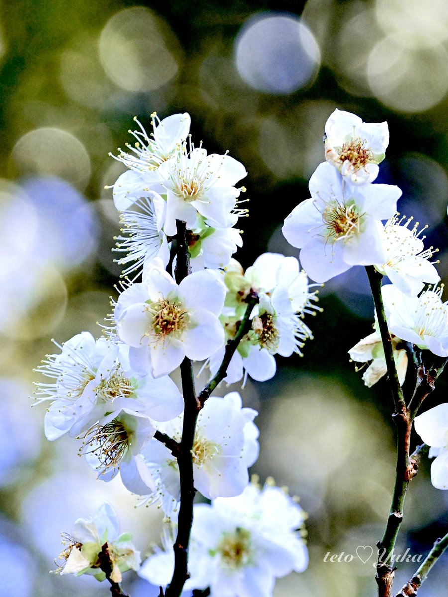 なおみ(Naomi)@ Flowers and wild life in Los Angeles (@EZJapanese