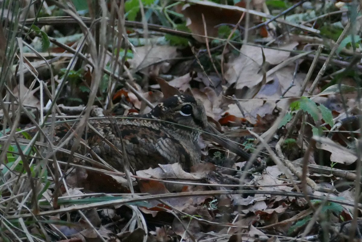 Thomas Porter tweet media