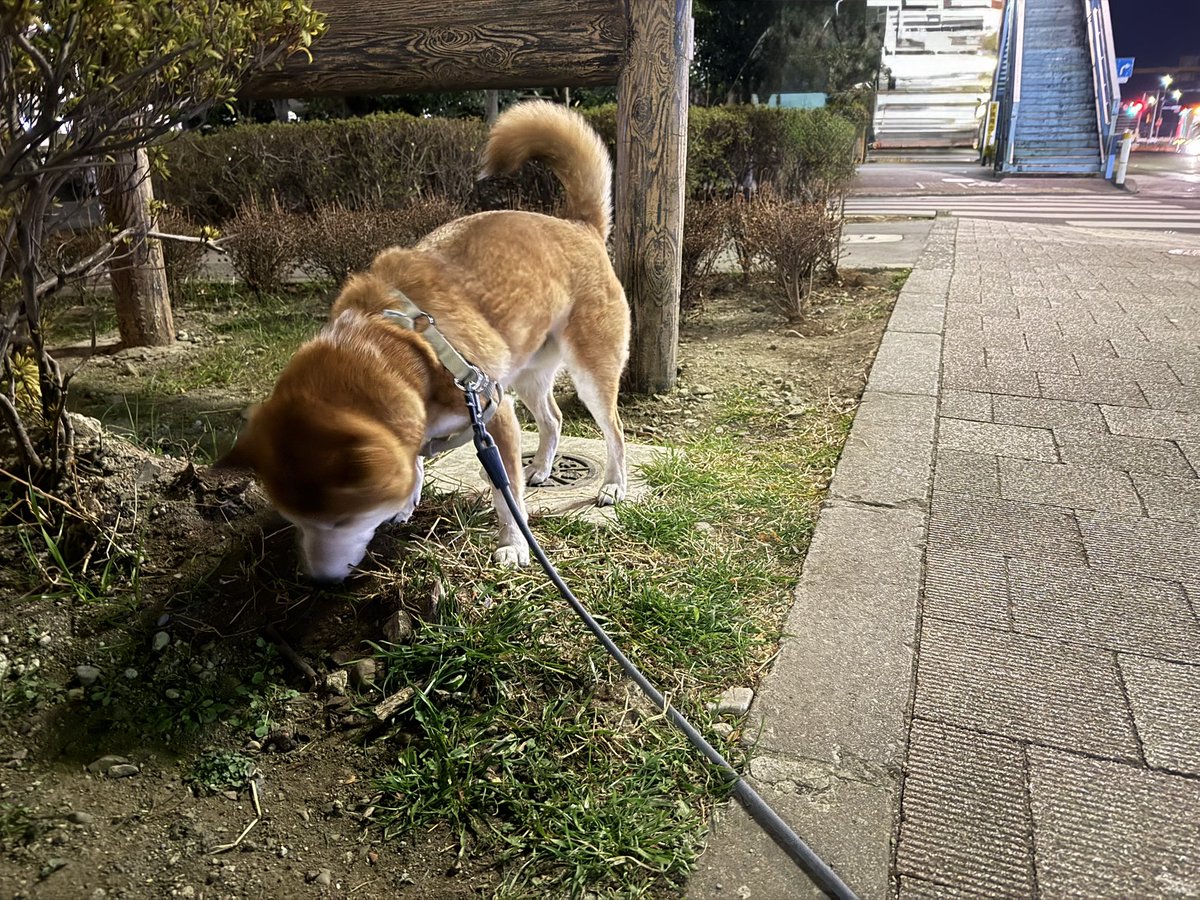 Chicken2Search's tweet image. おはようございます
#柴犬