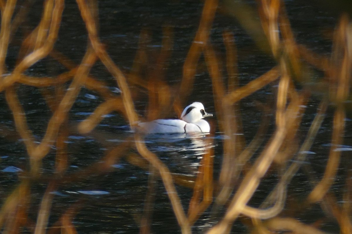 Thomas Porter tweet media