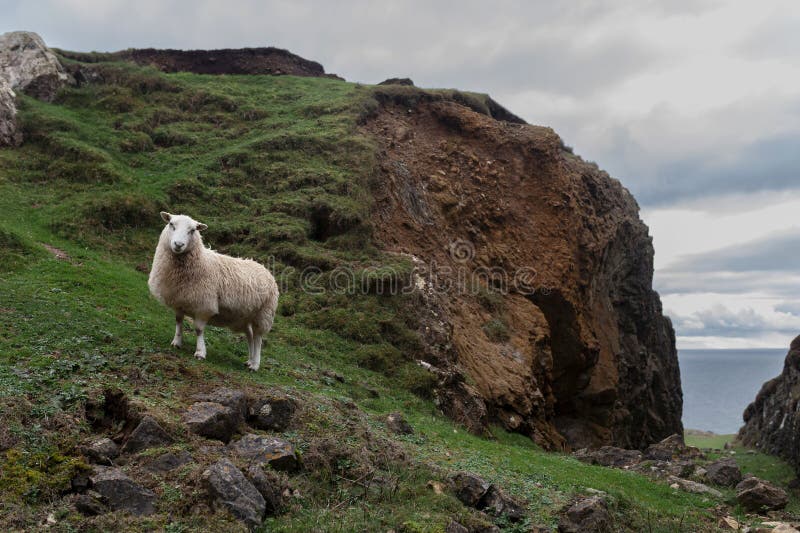 SamaHoole's tweet image. A sheep eats grass on a Welsh hillside where nothing else will grow.

In return it provides:
- Wool (renewable clothing that biodegrades)
- Meat (complete nutrition)
- Lanolin (waterproofing, cosmetics, leather conditioning)
- Sheepskin (insulation, clothing, rugs)
- Bones…