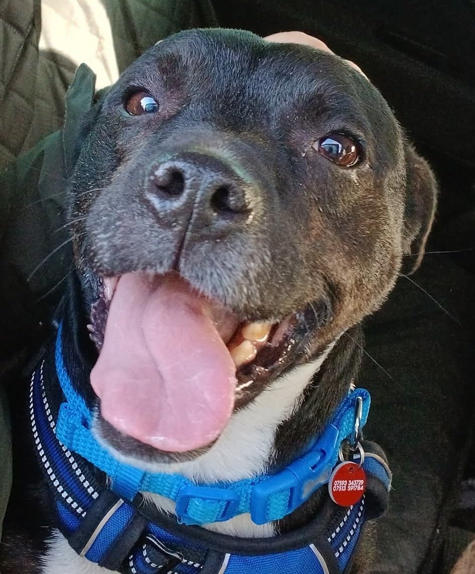 Nightowl400's tweet image. Clever Trevor @SeniorStaffy is a smashing lad who deserves a second chance in life. Please help him find his pawfect furever home this #k9hour 🙏 
All info and enquiries at seniorstaffyclub.co.uk/adopt-a-staffy… #teamzay #AdoptDontShop #rescuedog