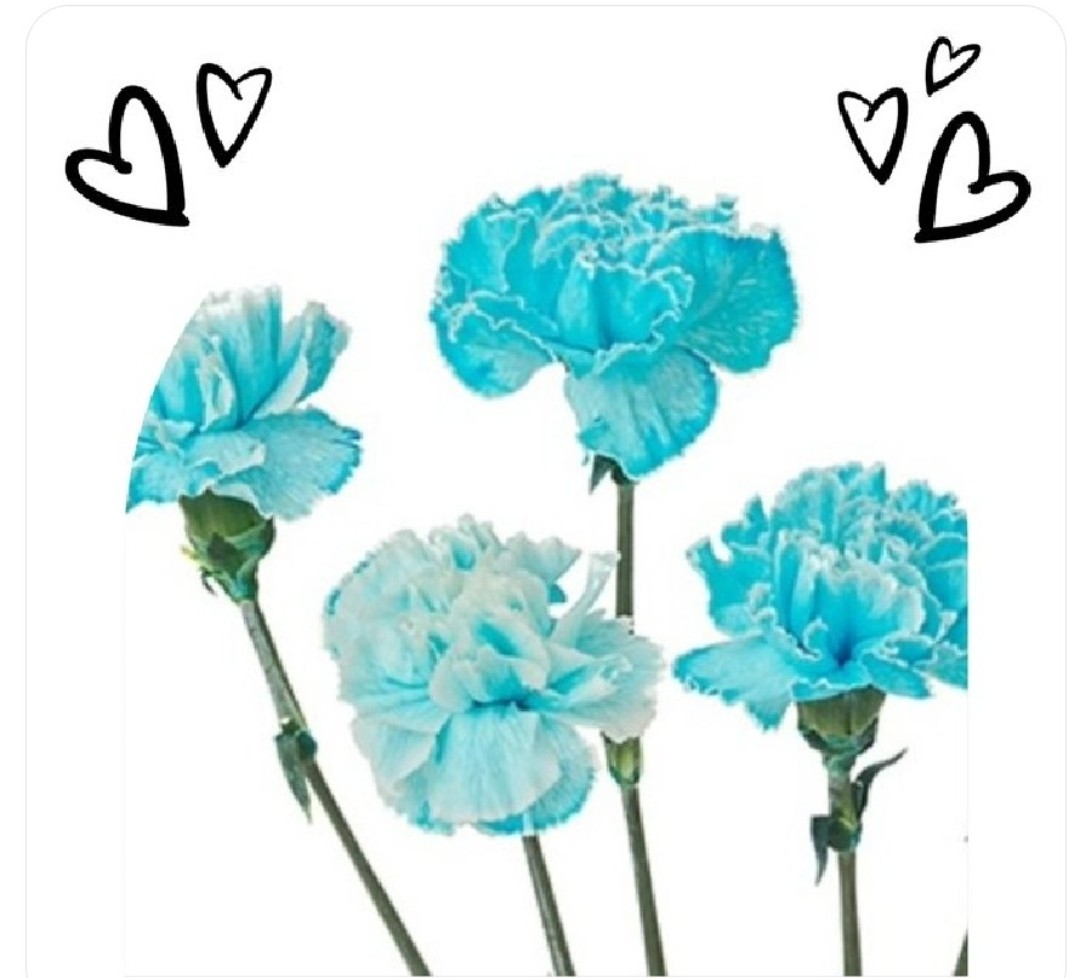 <a href="/takeshima_staff/">竹島宏 Hiroshi Takeshima【公式】</a> お花"カーネーション"
花言葉「感動」
幸せを願う気持ちが込められているお花
青いカーネーション💙は薔薇同様諦めない研究で誕生したお花
毎回のライブは胸に秘めた熱い思いが伝わる素晴らしいセットリストで観客を夢の世界へ
幸せの青い鳥🐦を探す歌の旅🛤️
私たちはずっとご一緒します🌈☕✨#竹島宏