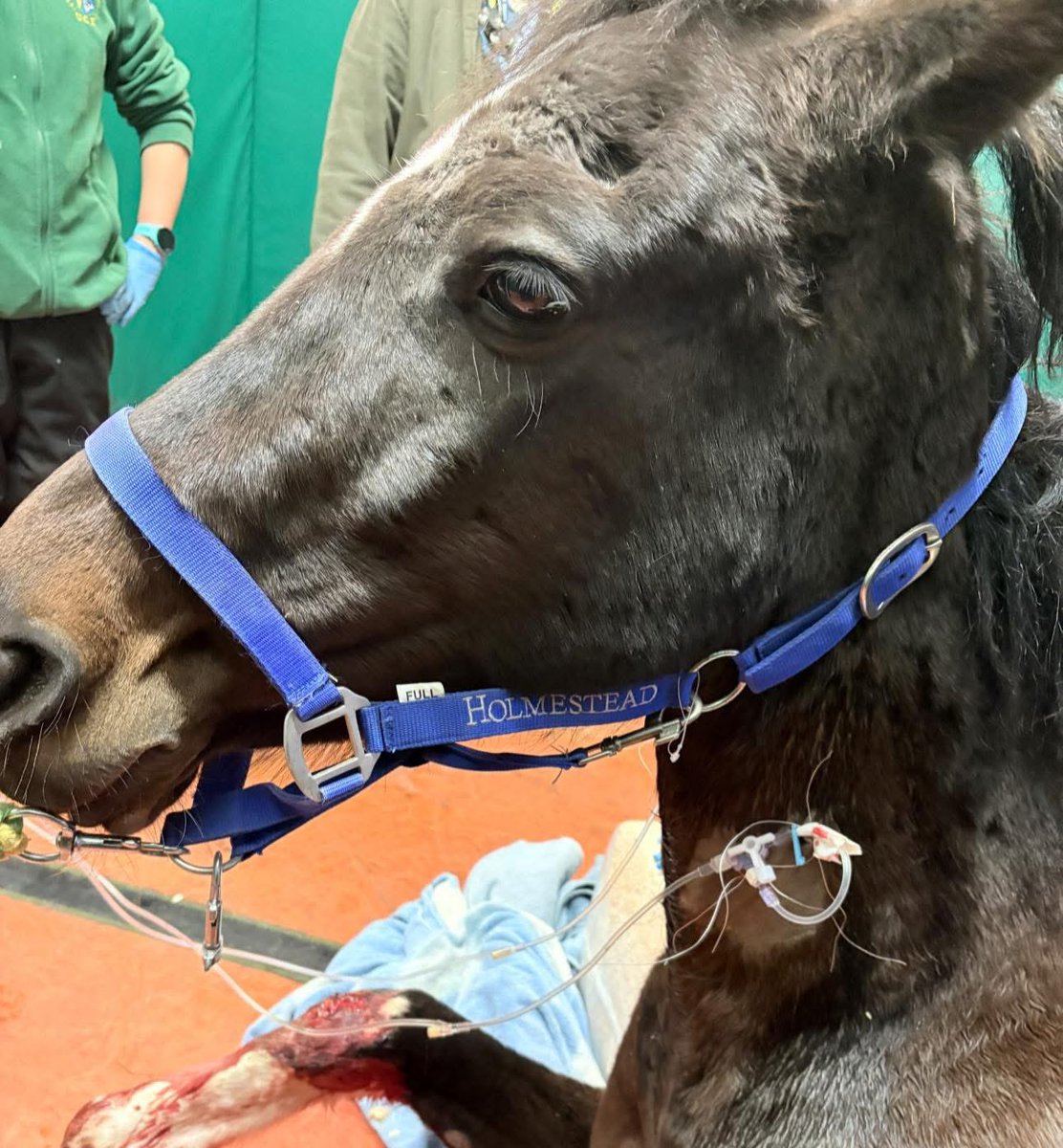 💔💔💔💔

We have her now in UCD Veterinary Hospital. The staff are amazing and doing everything they can. She went down again, completely exhausted 💔
Her wounds are so severe, she had skidded along the road, deep cuts and wounds💔… the pain she’s gone through is heartbreaking.