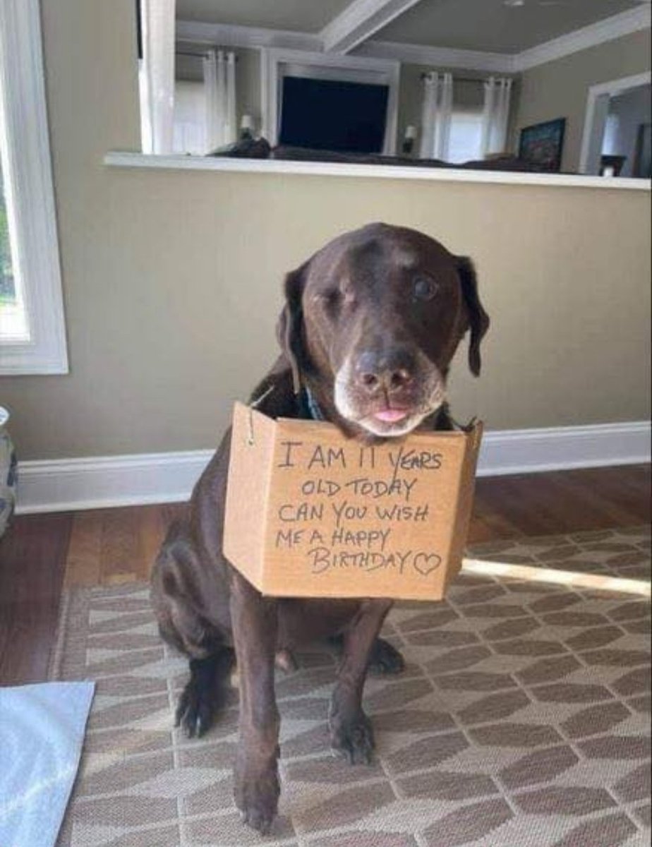 Tweets of Dogs tweet media