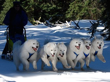 MavenViews's tweet photo. TODAY IS 
Feb. 2
Sled Dog Day
This is a day set aside to honor the hardest working dog breed, the sled dogs. These large dogs are trained to wear a harness &amp; pull heavy weights in the coldest regions. They are still the only reliable means of transport in snowbound areas. https://t.co/cNqKYW8cz9