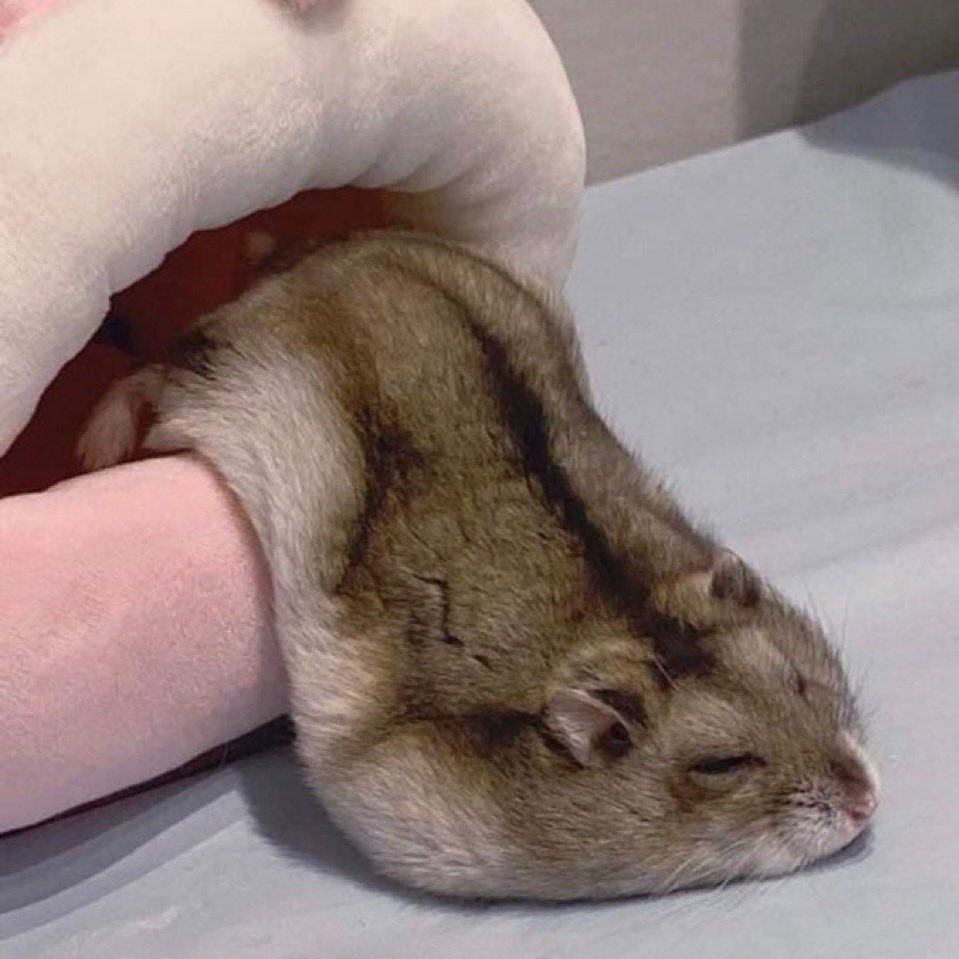 vin 🦭ᝰ🚬 tweet media