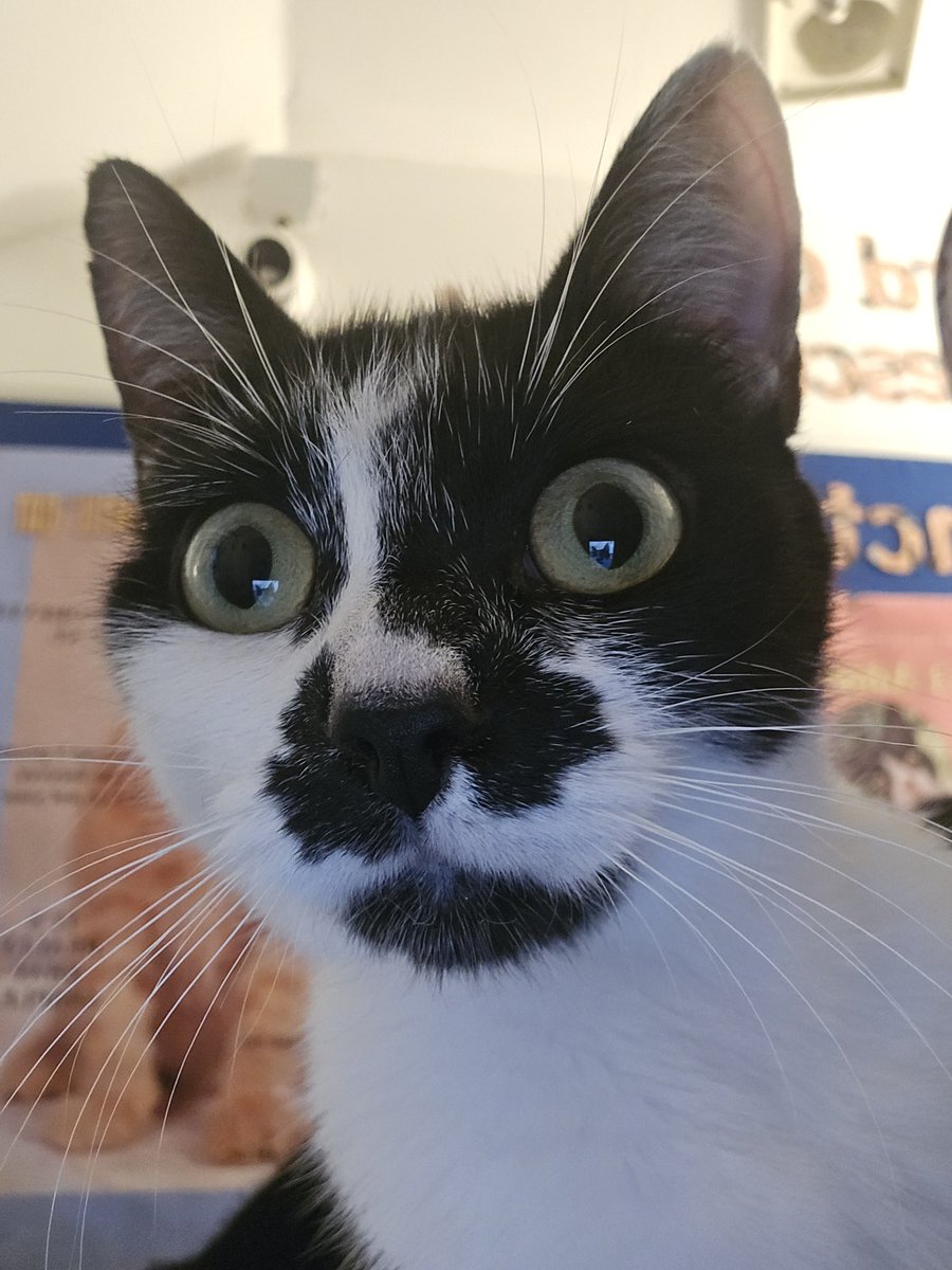BCWRkittens's tweet photo. Tasha has been with us just 10 days .
She is now neutered  and has also had her 1st Vaccination  this evening so will soon be looking for her forever home. 
At just under 2 year old we understand that this little lady has witnessed far too  unkind things. https://t.co/YRxZGT4IKd