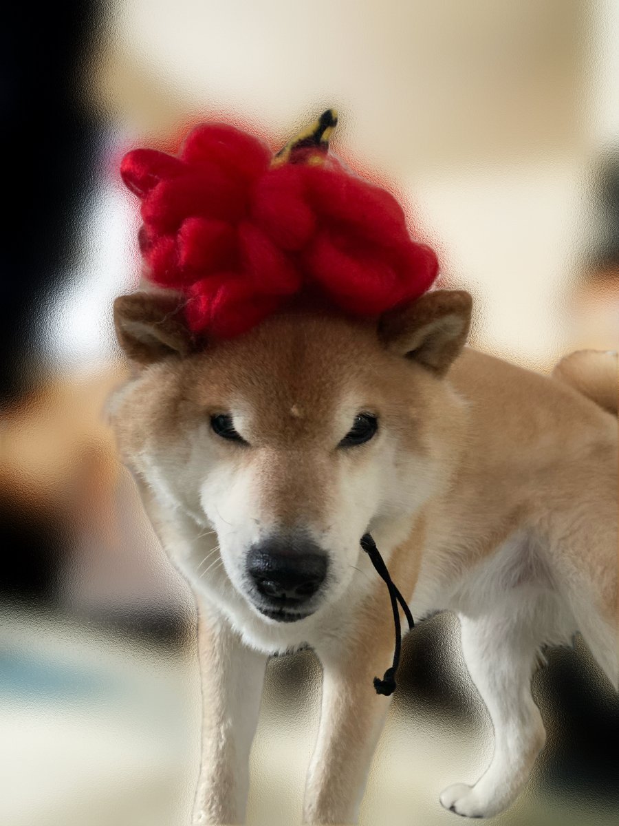 #節分の日 
#柴犬が好きすぎるで使っていいよ