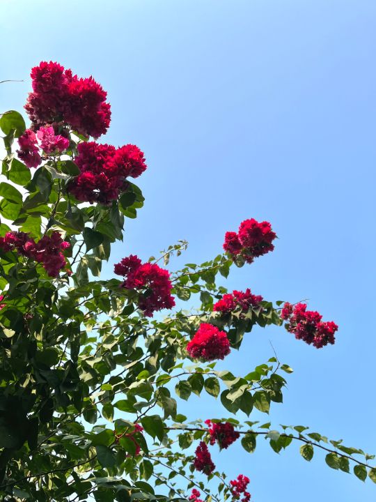 vrindsisded's tweet photo. Art of the Day! "floral dreams". Buy at: https://t.co/ek82euyhml https://t.co/Q3fvze7lf6