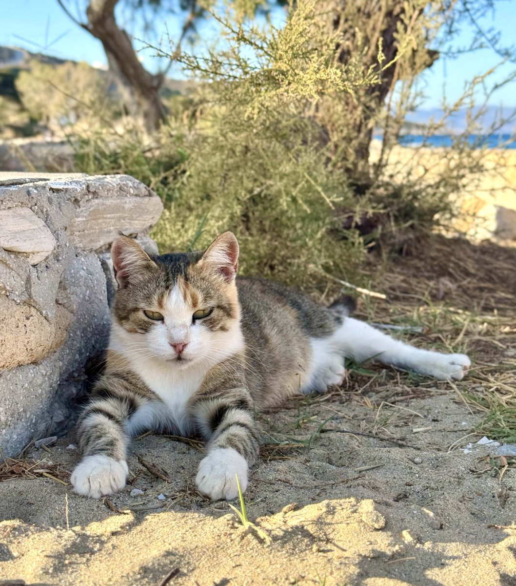 CatsofIraklia's tweet photo. Meet Manoula, a friendly spayed female who lives by the beach on this tiny Greek island where we care for the Aegean #Cats arranging neutering and food all year round.
You can help the #cats by donating now to fund vital veterinary care &amp; nutrition. Purr!
https://t.co/eBupPyhtpP https://t.co/JB2tqAESgc