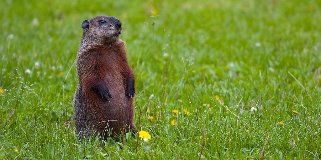 The Hazy Shade of Winter, and What the Groundhog Found There. On the Readex blog: ow.ly/Whzi50XBw3z 

#GroundhogDay