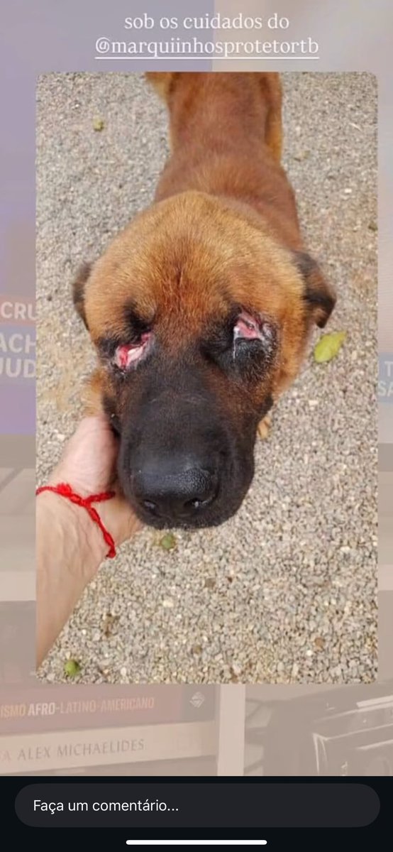 kaarolzx's tweet photo. O que tá acontecendo com Santa Catarina? Ontem um cão teve seus olhos ARRANCADOS em tubarão - Santa Catarina. Doem no pix eles: 07995254997 (Tharissa) essa chave foi divulgada no jornal e você pode acompanhar mais detalhes no perfil do print. Deem rt pra ajudar! https://t.co/3CeqmBkrOA
