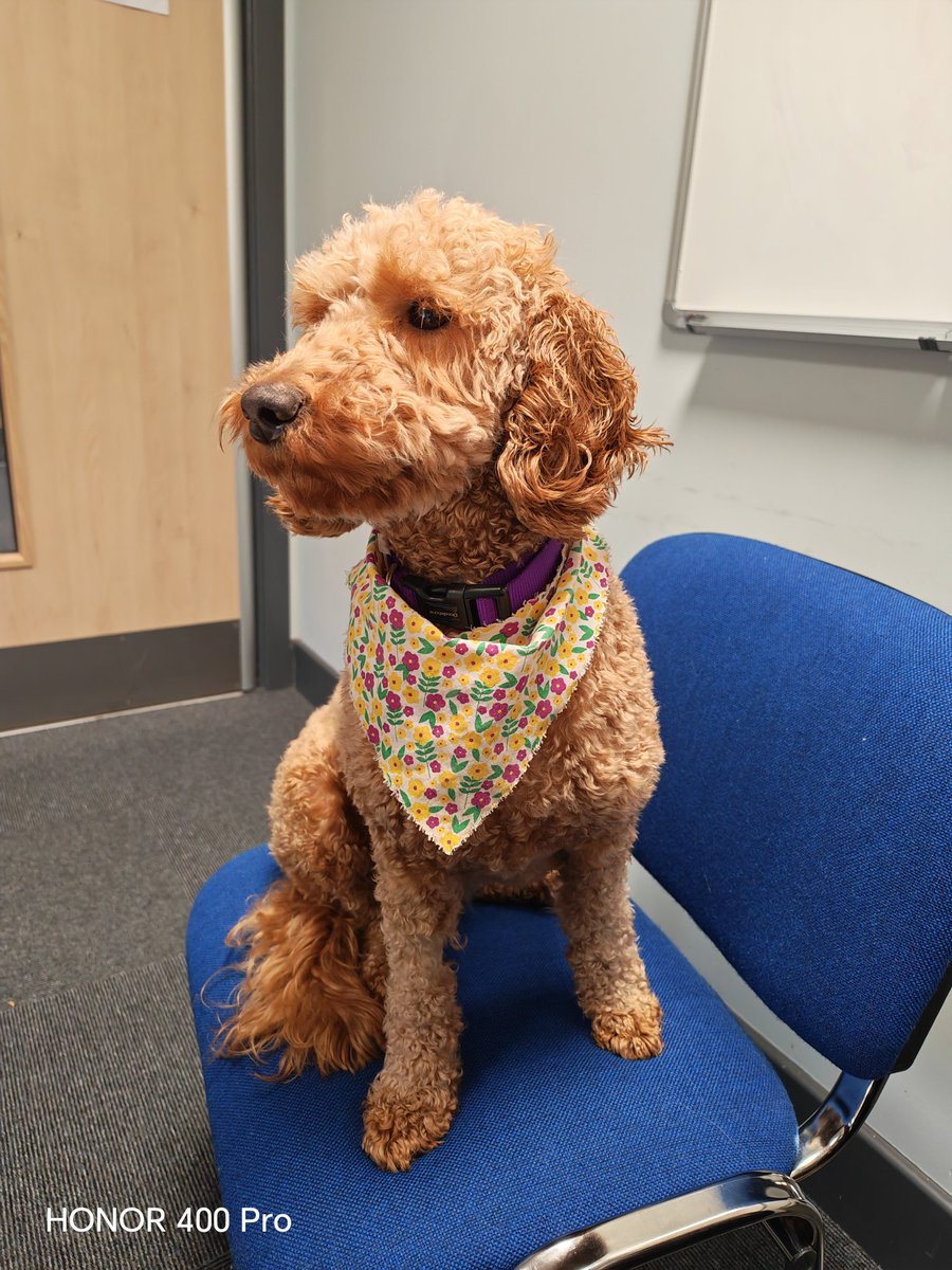 ToffeeTherapyDoginTraining tweet media