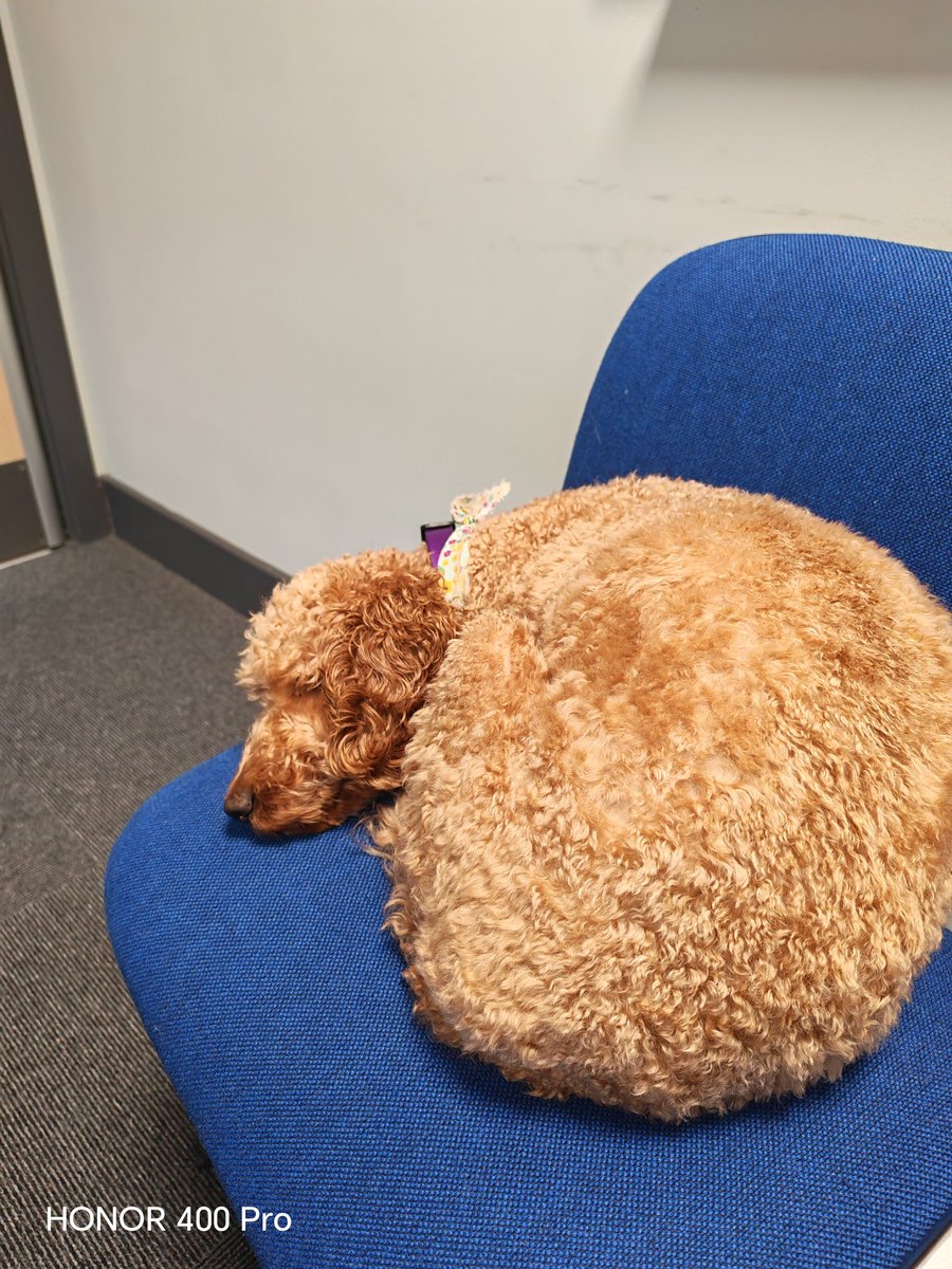 ToffeeTherapyDoginTraining tweet media