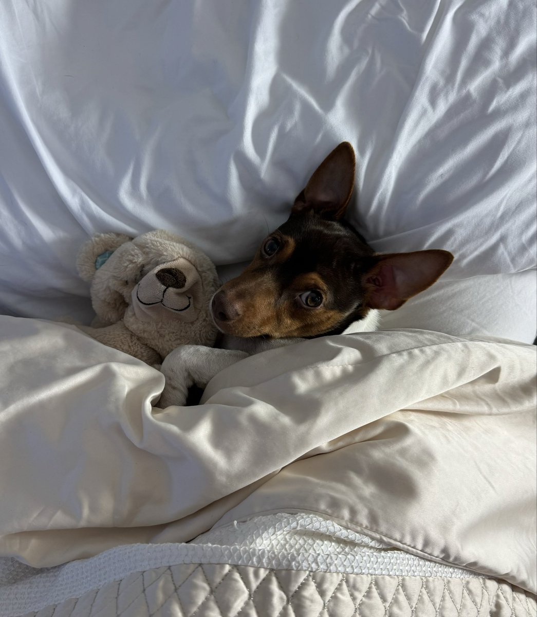 FishwickDavid's tweet image. I've just found our little puppy, Charlie, upstairs in bed, with his favourite teddy. 
Hope you all have a peaceful night, everyone x
#JackRussell #Puppy