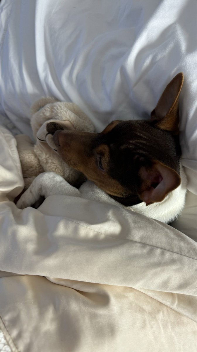FishwickDavid's tweet image. I've just found our little puppy, Charlie, upstairs in bed, with his favourite teddy. 
Hope you all have a peaceful night, everyone x
#JackRussell #Puppy