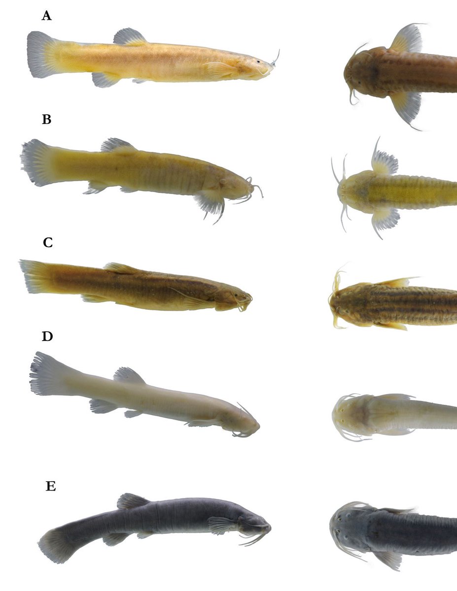 Es el día mundial de los Humedales, pero puedes acompañarnos todo el mes. Te esperamos este 25 febrero 5:00 pm en la UNAL Bogota (auditorio ICN) para conversar sobre humedales subterráneos y biodiversidad. Gracias <a href="/UNALOficial/">Universidad Nacional de Colombia</a> <a href="/inst_humboldt/">Instituto Humboldt</a> <a href="/espeleocol/">Asociación Espeleológica Colombiana - ESPELEOCOL</a>