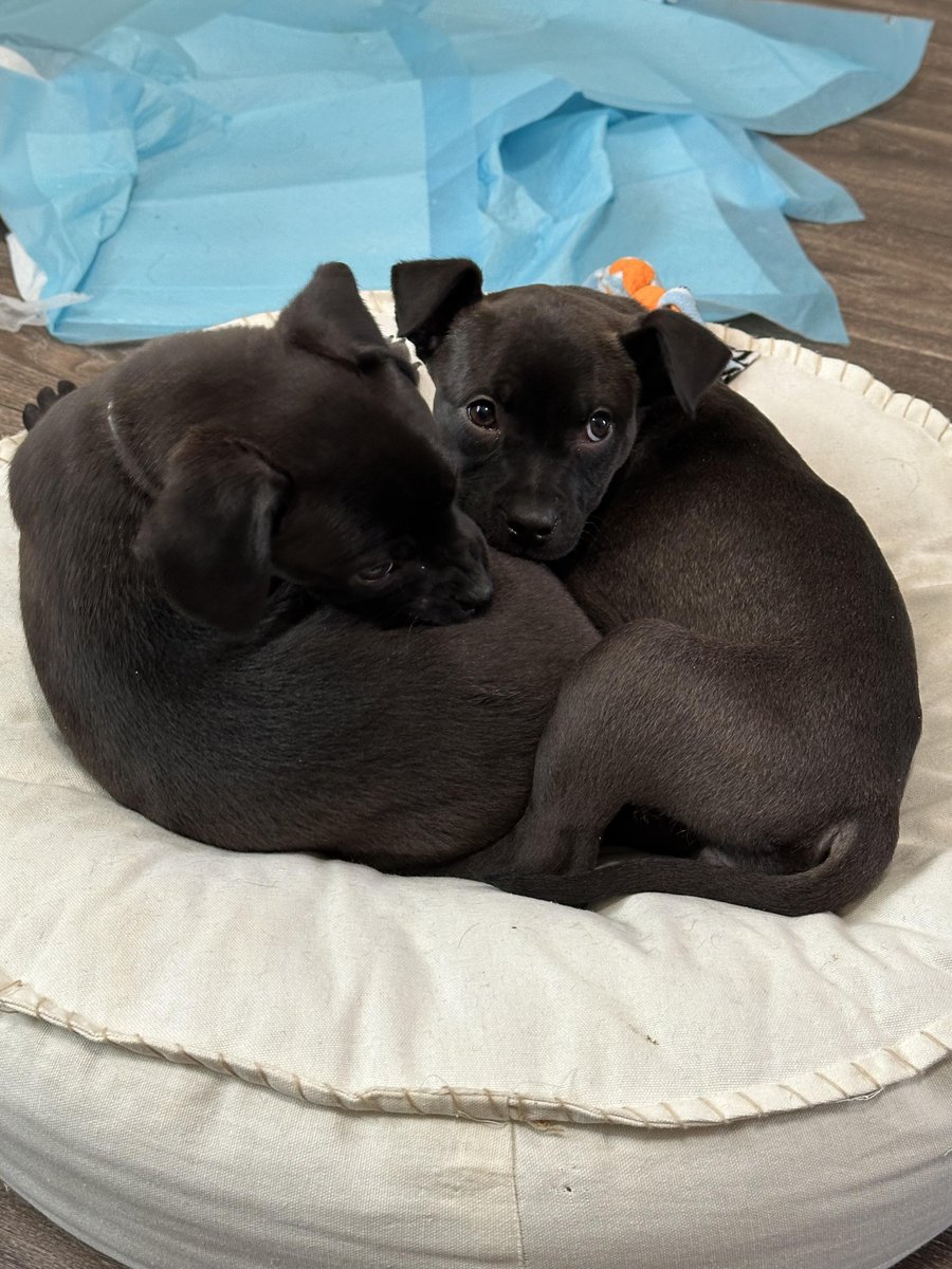 Emmanuel B. Harel (🐶/acc) tweet media