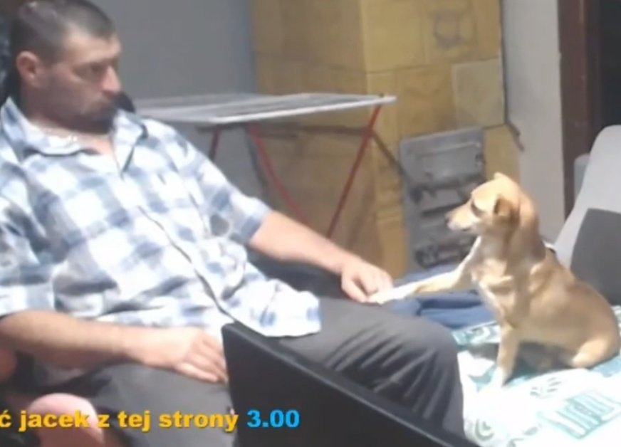 WagWanEntertainment tweet media