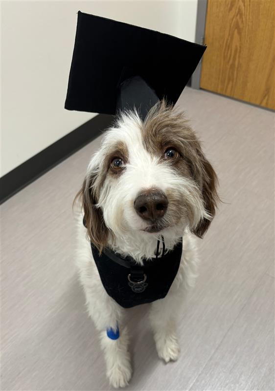 UTSW Veterinary Research and Oncology Clinic tweet media