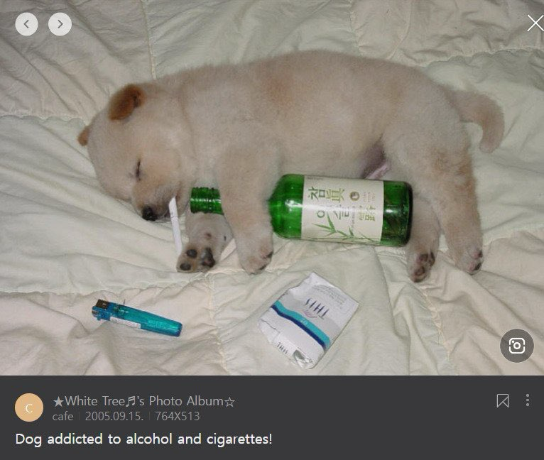 Luna🐾🐶 tweet media