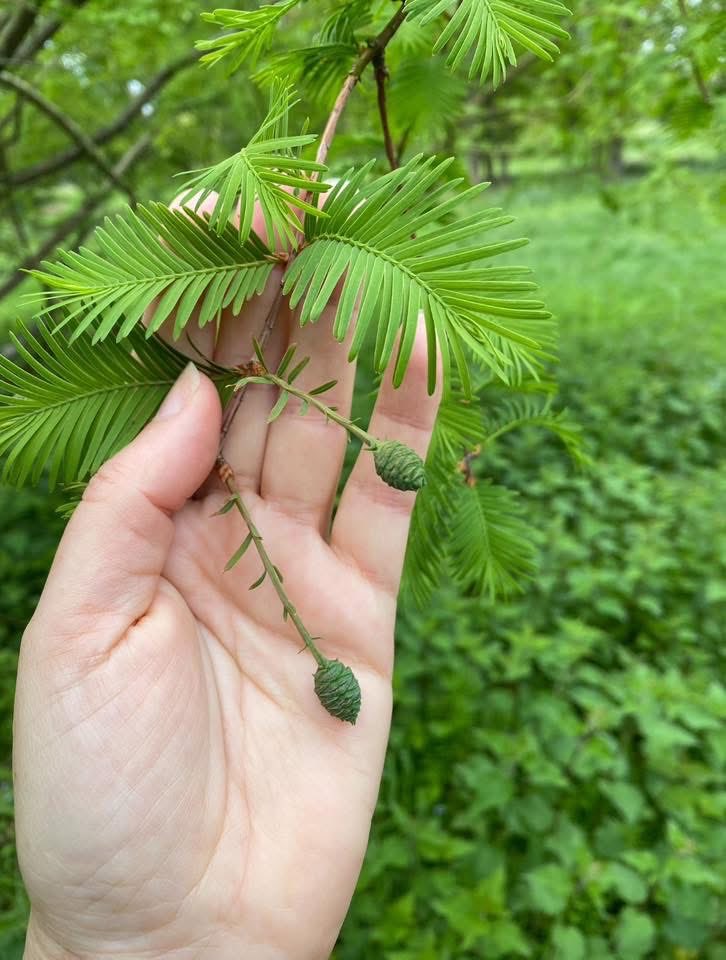 UrbanTreeFestival tweet media