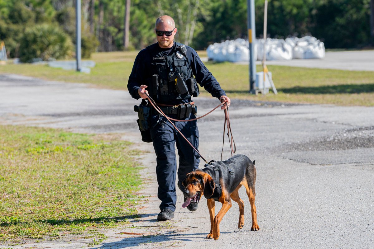Kissimmee Police Dept. Bloodhound Team Helps Locate 2 Twelve Year Olds in 1 Day! Ofc. Andrew Cason and K9 Belle, a Scent Evidence K9 trained Bloodhound, responded to help locate a missing 12-year-old runaway at 12:15 pm on 2-1-26. facebook.com/scentevidencek…