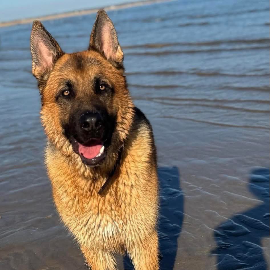 AFAfoundation_'s tweet photo. Today marks one whole year since Beamish arrived in his forever home 🐾 A UK surrender who came under our wings to find his happily ever after, and it’s clear he’s found it!

Beamish is absolutely adored and he is the apple of his mum’s eye 🍎 Constantly carrying sticks, playing with balls and posing with his food bowl while waiting for his very important dinner time 😂

We love seeing these updates and are so grateful for all the lovely glimpses of his happy forever after 💛

#happyeverafter #rescuedog #adoptedandadored #afa