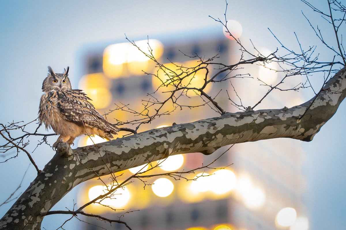 David Lei tweet media