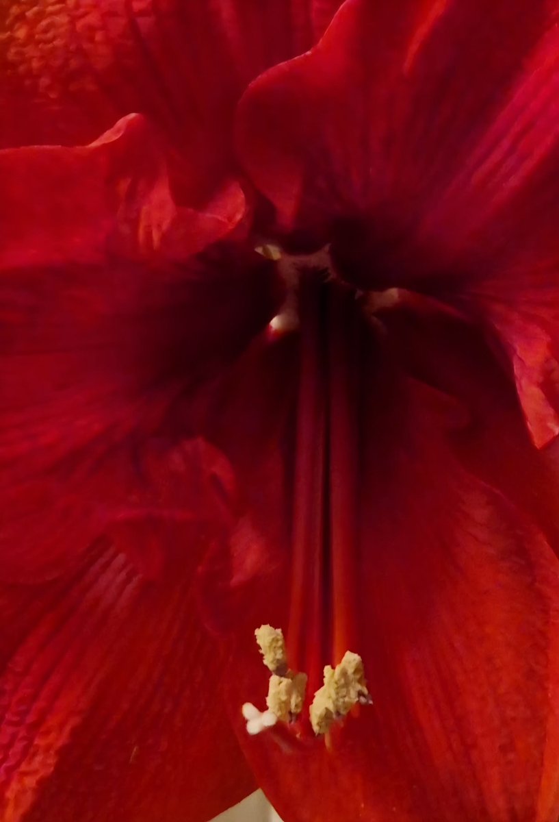 Ahkku 🇧🇻 🕯🌻 tweet media