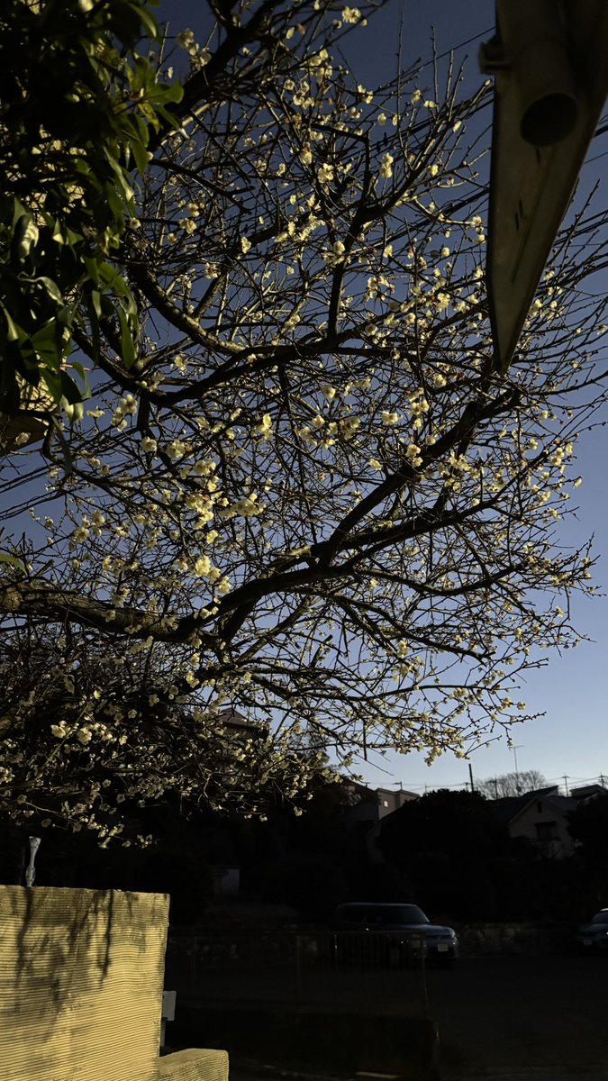 夜明けと、梅の花
