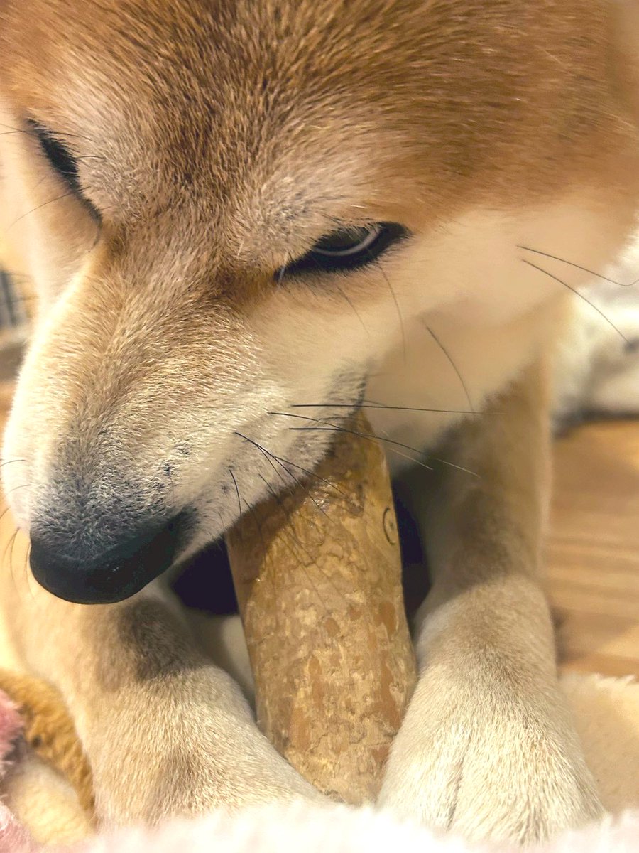 そんな怖い顔して遊ぶものじゃないでしょう。