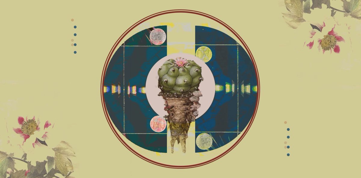 ¡Esta semana hablaremos del peyote!
“Es el gran maestro que nos va guiando, a través de él nos conocemos a nosotros mismos, nos conectamos con la naturaleza y dioses..."
👉chacruna-la.org/.../hablemos-h…...👈