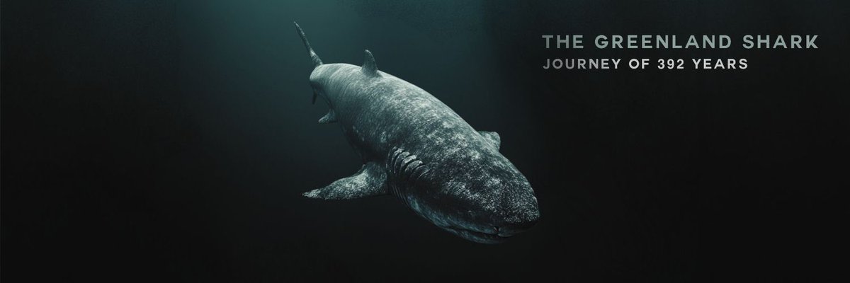 lucatrdnt's tweet photo. If you’d rather get vamped by the cabal please be my guest. 

I might not have the cabal kind of motion but I promise you I’d work for your bags more than they ever will.

This shark is loading up for the next leg. 

You either in or out. 🦈🦈 https://t.co/1H0pErKf8V