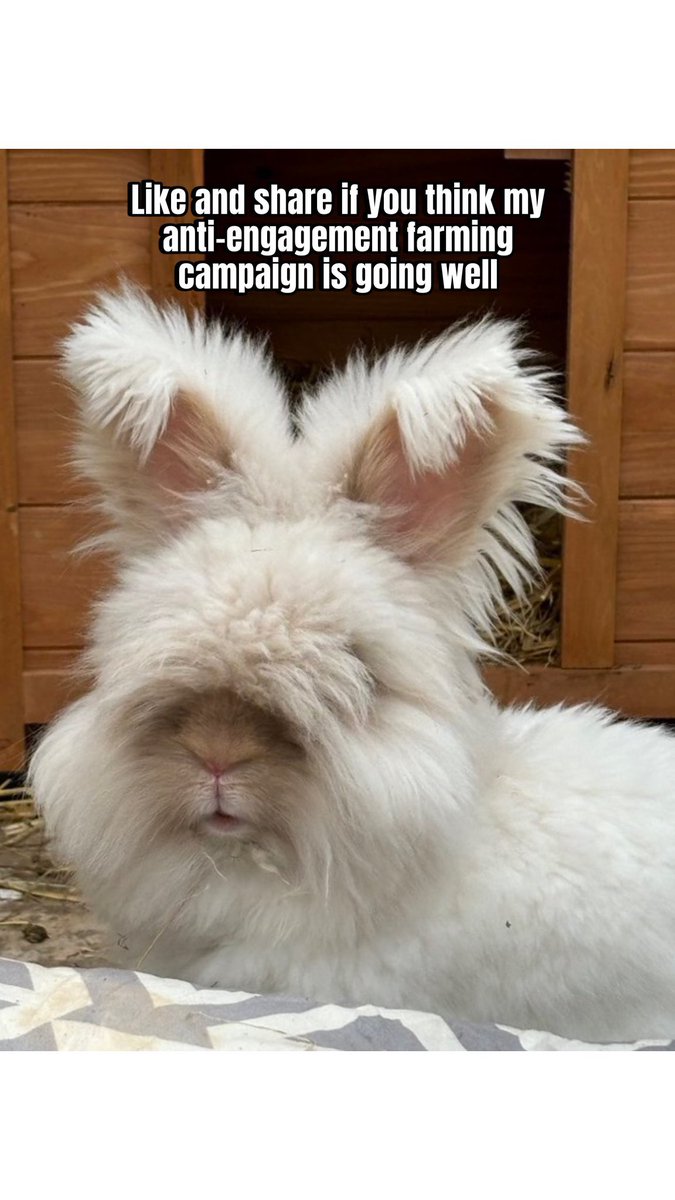 Carrot cottage rabbit rescue (@carrotcottagerr) on Twitter photo 