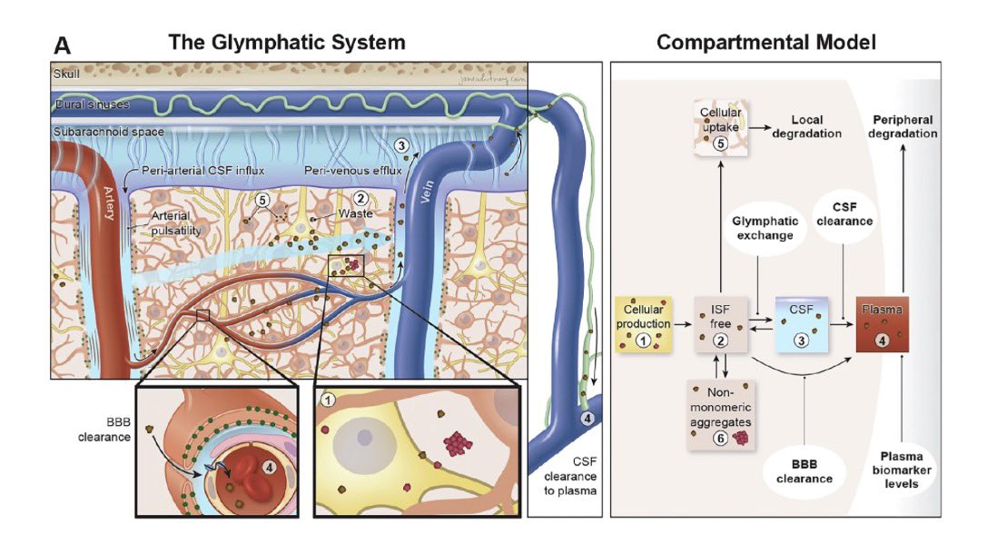Cardiovascular exercise enhances the glymphatic system, which flushes Alzheimer’s waste proteins from brain to blood for clearance.