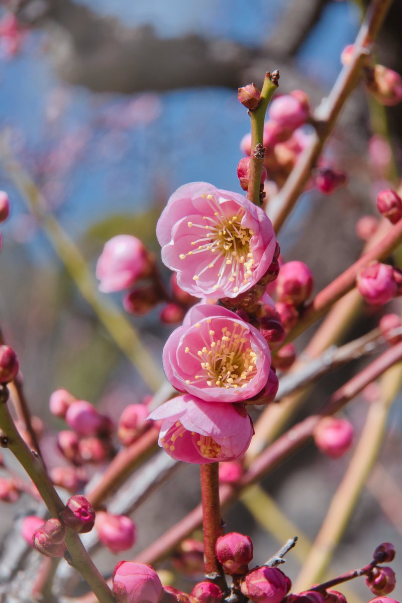 今日の2枚目～☆彡
紅色の梅の花～🌺😄