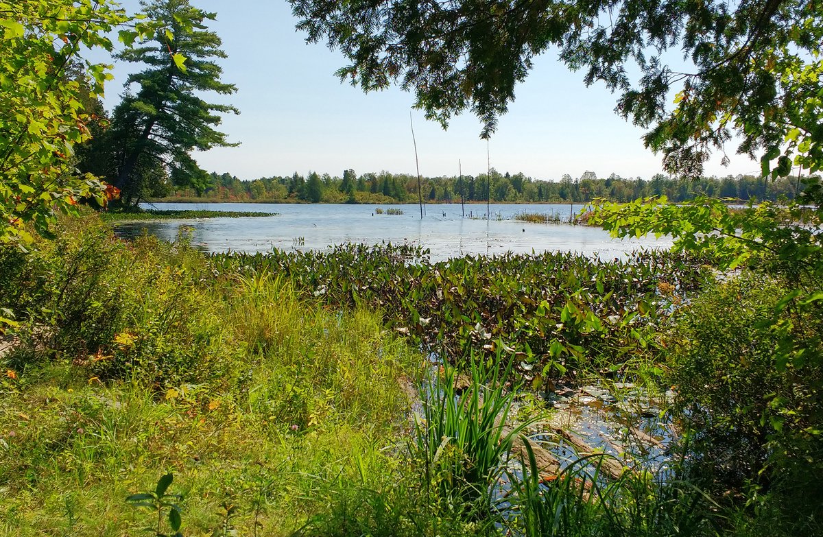 RideauValleyCA's tweet image. Our watershed is 23% wetlands, one of the hardest working #habitats! #Wetlands store carbon, filter contaminants, recharge groundwater &amp;amp; mitigate flood &amp;amp; drought. Learn how RVCA protects &amp;amp; restores wetlands: ow.ly/bF3U50Y7Svu

#WorldWetlandsDay #conservation #restoration