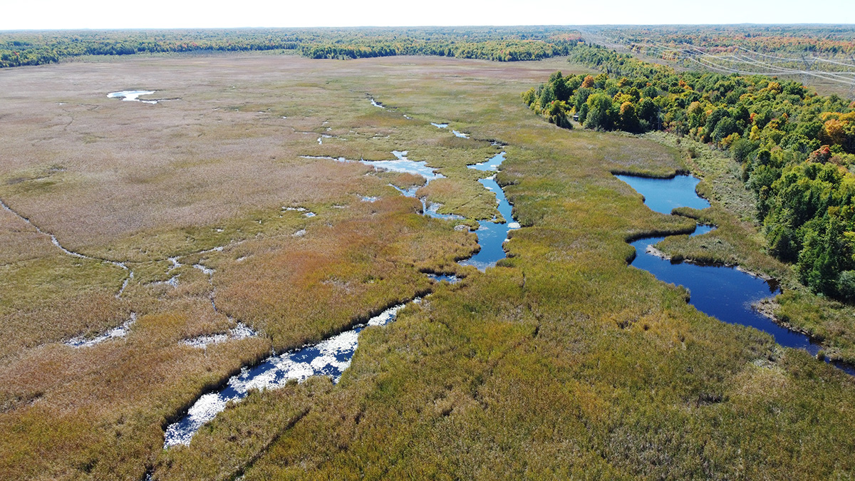 RideauValleyCA's tweet image. Our watershed is 23% wetlands, one of the hardest working #habitats! #Wetlands store carbon, filter contaminants, recharge groundwater &amp;amp; mitigate flood &amp;amp; drought. Learn how RVCA protects &amp;amp; restores wetlands: ow.ly/bF3U50Y7Svu

#WorldWetlandsDay #conservation #restoration