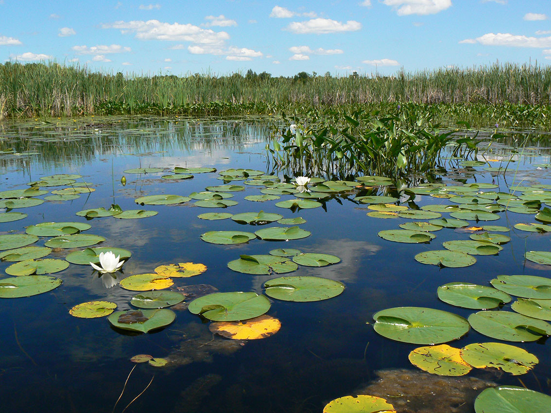 RideauValleyCA's tweet image. Our watershed is 23% wetlands, one of the hardest working #habitats! #Wetlands store carbon, filter contaminants, recharge groundwater &amp;amp; mitigate flood &amp;amp; drought. Learn how RVCA protects &amp;amp; restores wetlands: ow.ly/bF3U50Y7Svu

#WorldWetlandsDay #conservation #restoration