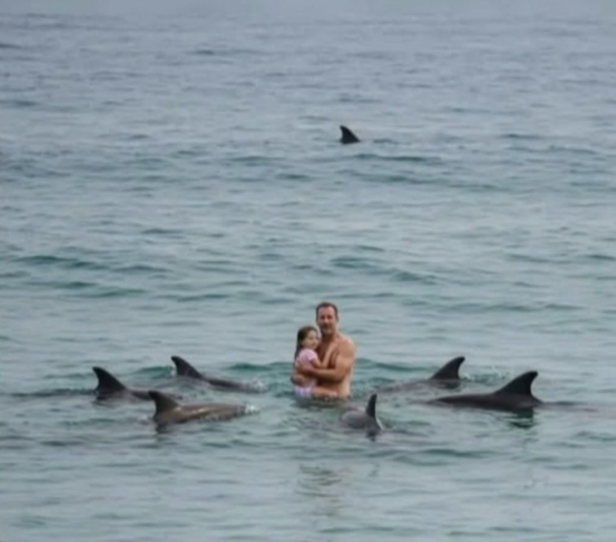 MedienfuzziShow's tweet photo. Der britische Schwimmer Rob Howens befand sich mit seiner kleinen Tochter im Wasser vor der Nordinsel Neuseelands, als sie unerwartet von einer Gruppe Delfinen umkreist wurden.

Laut Augenzeugen und Rettungsschwimmern bildeten die Delfine einen engen Kreis um die beiden und geleiteten sie immer weiter zurück zum Ufer. Kurz darauf wurde in der Nähe ein Weißer Hai – schätzungsweise drei Meter lang – gesichtet.

Etwa 30 bis 40 Minuten lang hielten die Delfine ihre Formation und versuchten, den Hai mit Schwanzschlägen und plötzlichen Bewegungen abzuschrecken. Erst als er wegschwamm, lösten sie sich auf und ermöglichten den Schwimmern die sichere Rückkehr. Diese Begegnung gilt als eindrucksvolles Beispiel für die soziale Intelligenz von Delfinen und ihr koordiniertes Schutzverhalten gegenüber Menschen.

Quelle @historyinmemes